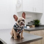 Pas u veterinarskom uredu