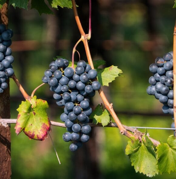 Uzgoj grožđa Buje