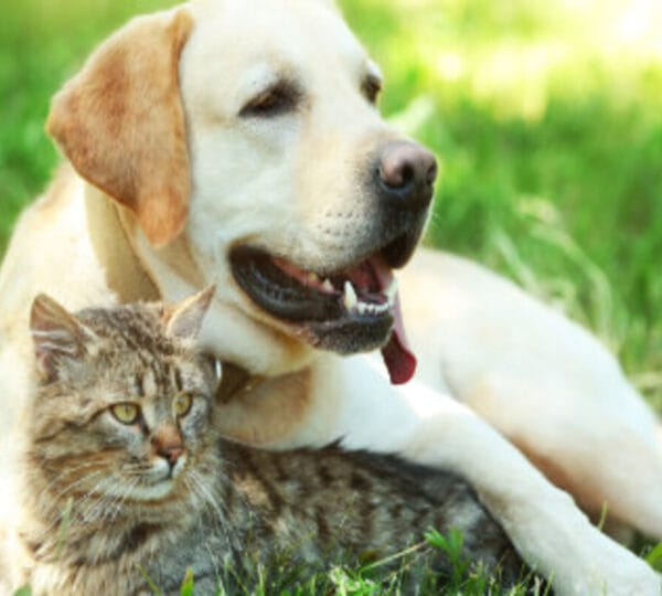 Veterinarska ljekarna Križevci
