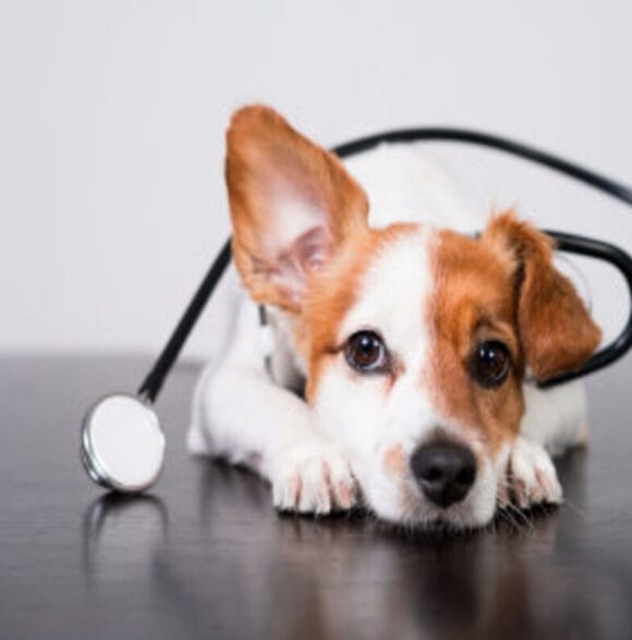 Veterinarska ljekarna Križevci