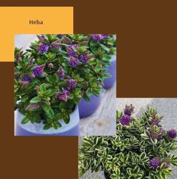 Uređenje i održavanje okućnica Split