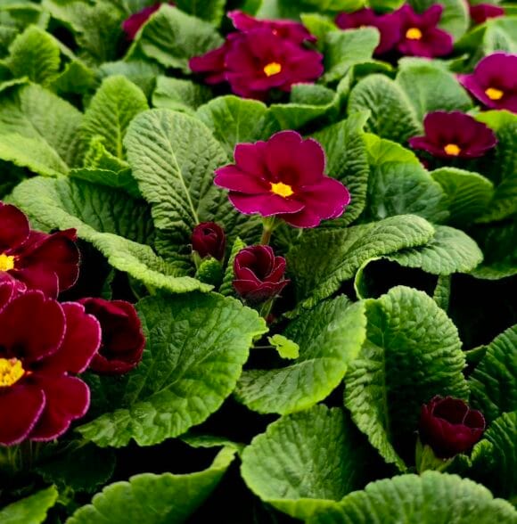 Veleprodaja i maloprodaja cvijeća Varaždin