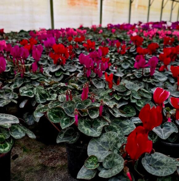 Veleprodaja i maloprodaja cvijeća Varaždin