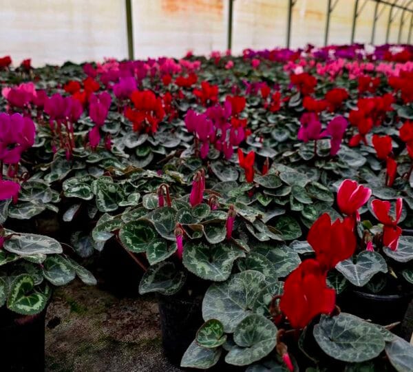 Veleprodaja i maloprodaja cvijeća Varaždin