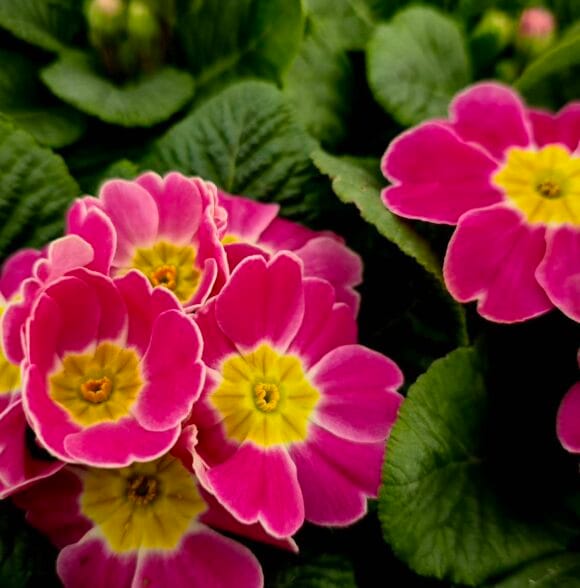 Veleprodaja i maloprodaja cvijeća Varaždin