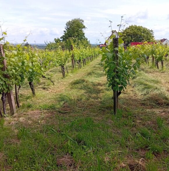 Održavanje i uređenje vrtova Đakovo