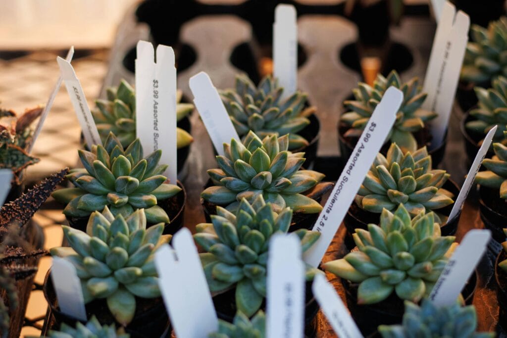 Hortikulturno uređenje interijera